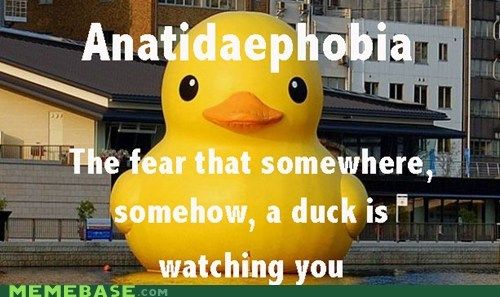 The Fear That Somewhere Somehow A Duck Is Watching You Funny Meme Image