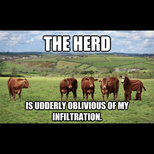 The Herd Is Udderly Oblivious Of My Infiltration Funny Cow Meme Image