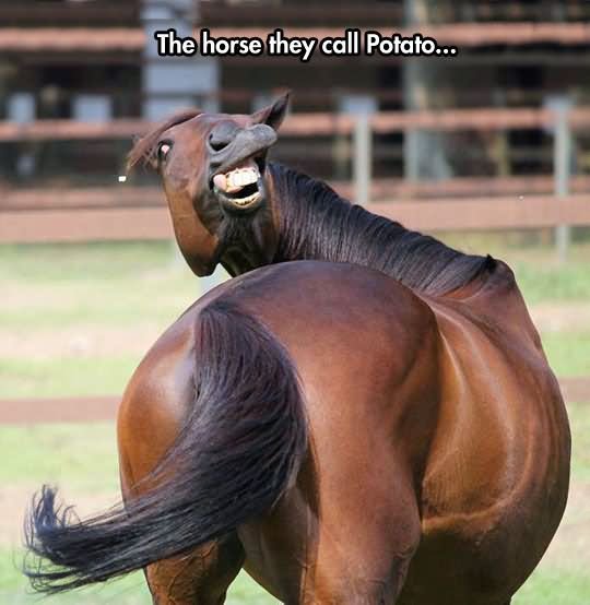 The Horse They Call Potato Funny Face Picture