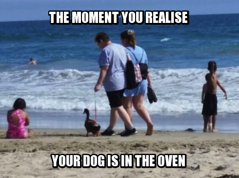 The Moment You Realise Your Dog Is In The Oven Funny Duck Meme