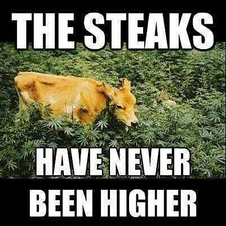The Steaks Have Never Been Higher Funny Cow Meme Photo For Whatsapp