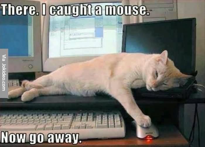 There I Caught A Mouse Now Go Away Funny Lazy Meme Picture
