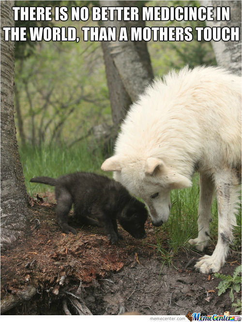 There Is No Better Medicine In The World Than A Mothers Touch Funny Wolf Meme Image