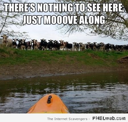 There's Nothing To See Here Just Moove Along Funny Cow Meme Picture