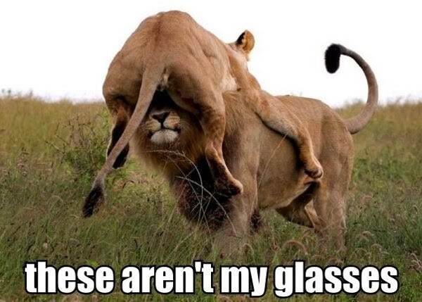 These Are Not My Glasses Funny Lion Meme Picture