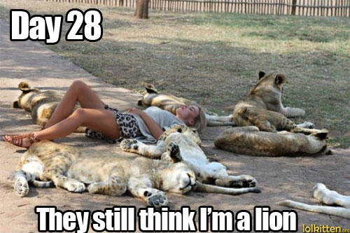 They Still Think I Am Lion Funny Meme Picture For Whatsapp