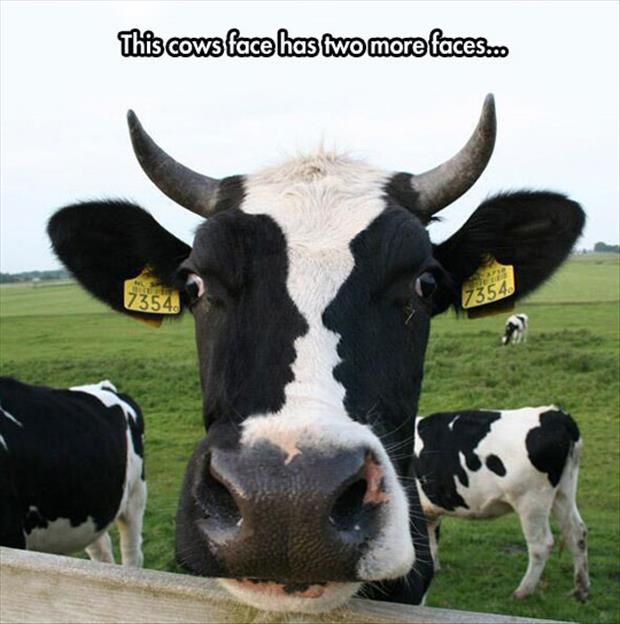 This Cows Face Has Two More Faces Funny Meme Picture