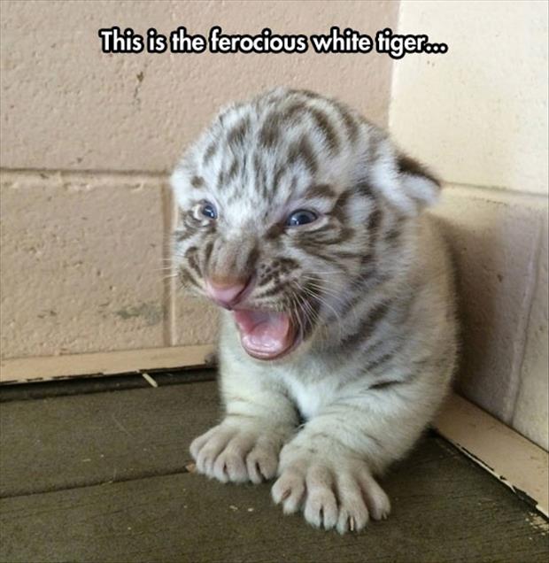 This Is The Ferocious White Tiger Funny Meme Image