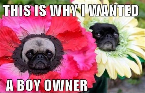 This Is Why I Wanted A Boy Owner Funny Flower Meme Image