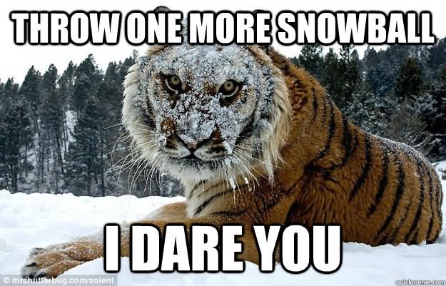 Throw One More Snowball I Dare You Funny Tiger Meme Image