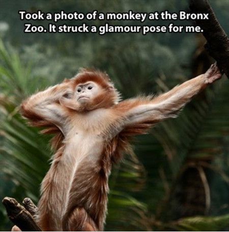 Took A Photo Of A Monkey At The Bronx Zoo Funny Meme Image
