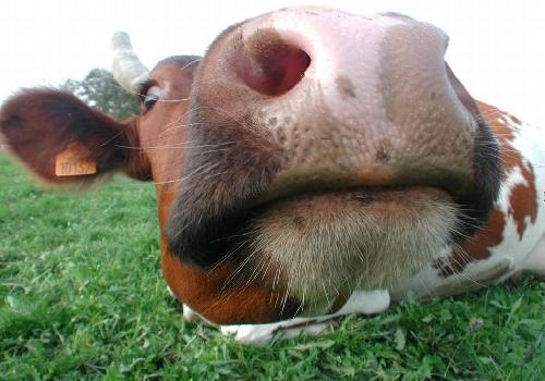 Very Closeup Cow Face Funny Image