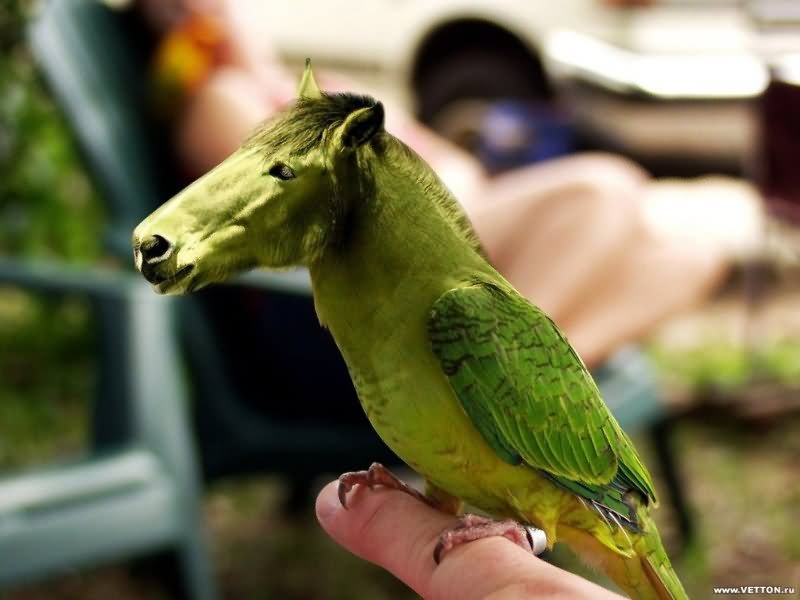 Very Funny Photoshop Parrot With Horse Face