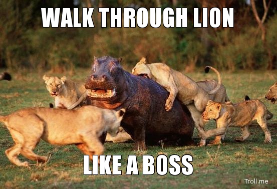 Walk Through Like A Boss Funny Lion Meme Picture