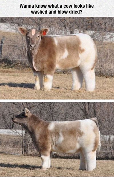 Wanna Know What A Cow Looks Like Washed And Blow Dried Funny Cow Meme Picture