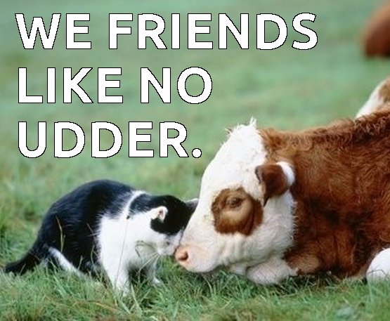 We Friends Like No Udder Funny Cow Meme Image