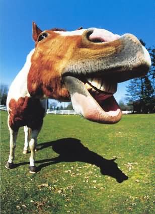 Weird Face Funny Horse Image
