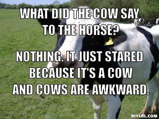 What Did The Cow Say To The Horse Funny Cow Meme Picture