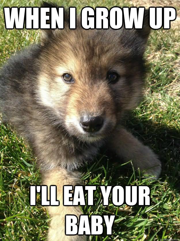 When I Grow Up I Will Eat Your Baby Funny Wolf Meme Picture For Whatsapp