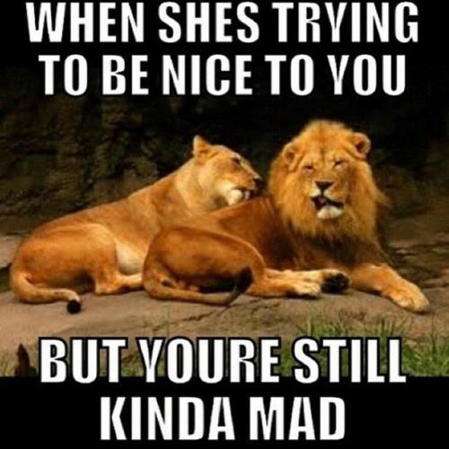 When She Trying To Be Nice To You Funny Lion Meme Picture
