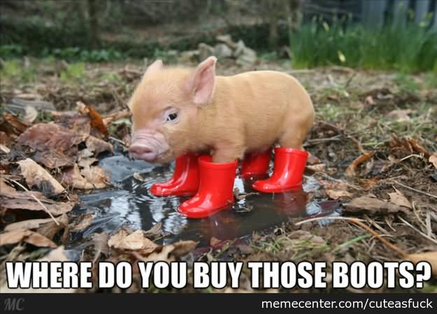 Where Do You Buy Those Boots Funny Pig Meme Image