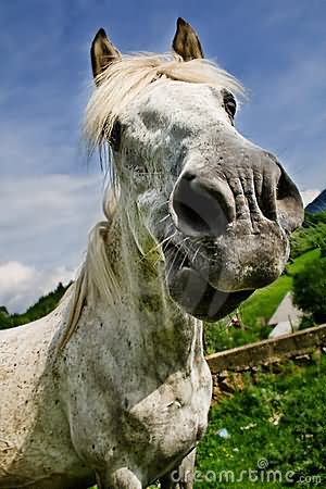 White Horse Making Funny Face
