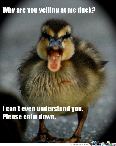 Why Are You Yelling At Me Duck Funny Meme Picture