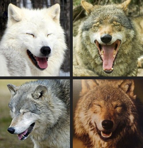 Wolf Funny Faces Picture
