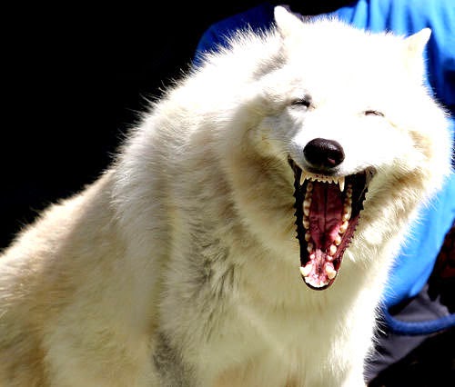 Wolf Loud Laughing Face Funny Photo