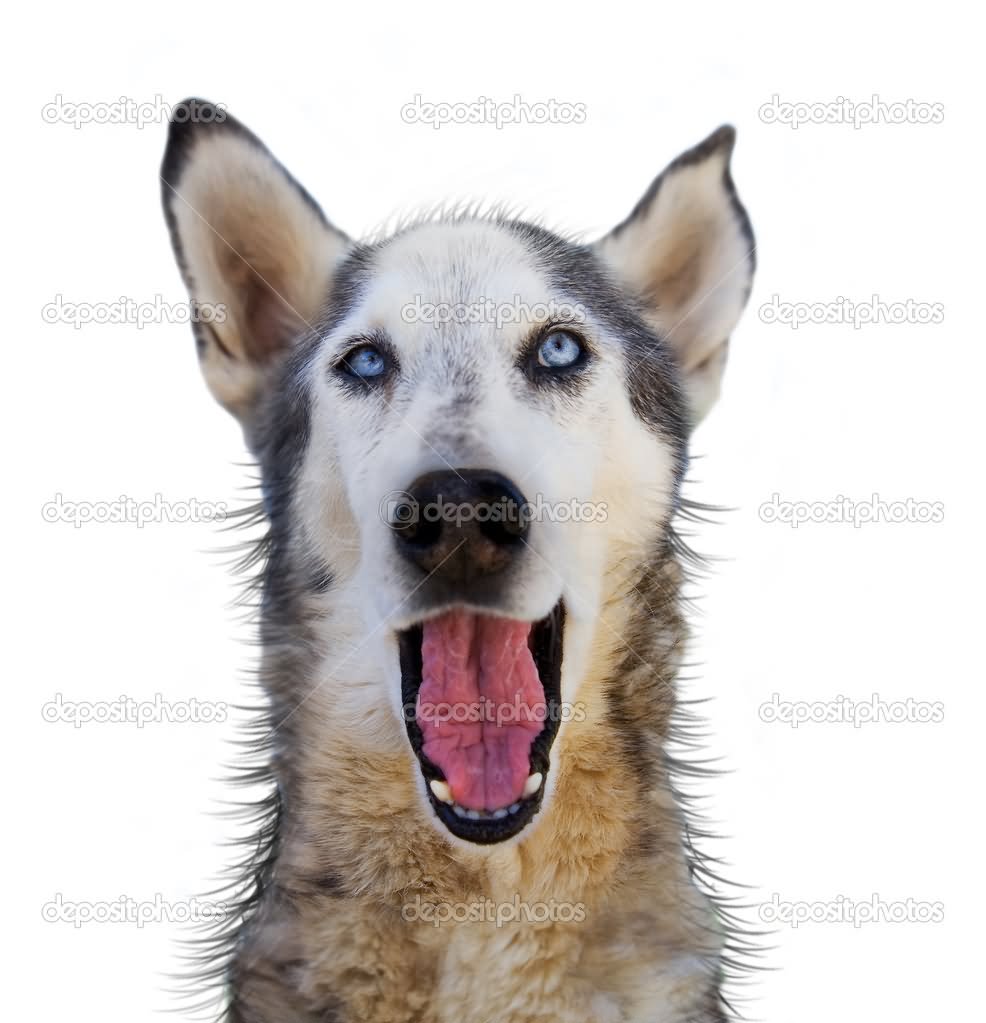 Wolf Making Laughing Face Funny Image