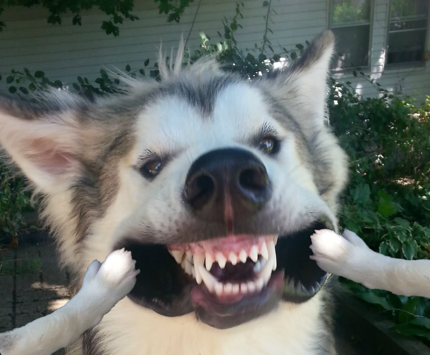 Wolf Showing Teeth Very Funny Picture For Whatsapp
