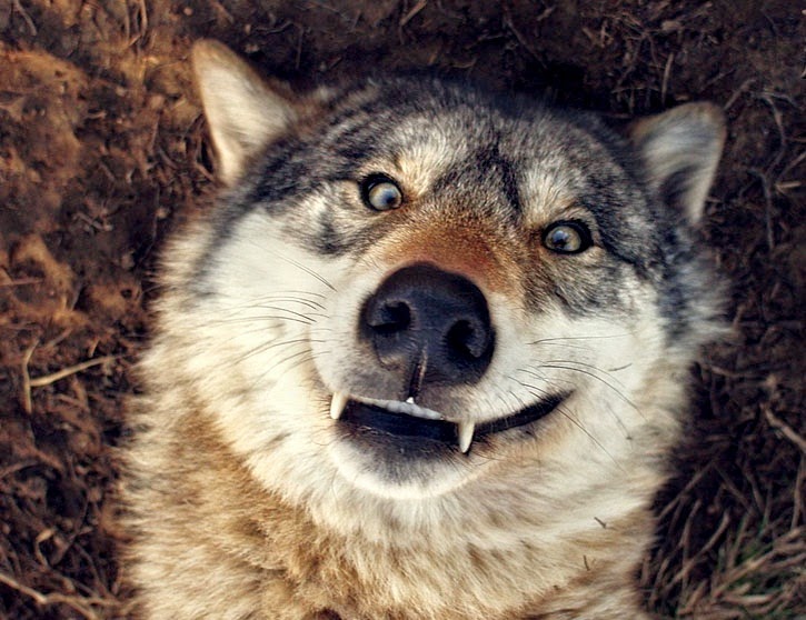 Wolf Weird Smiley Face Funny Image