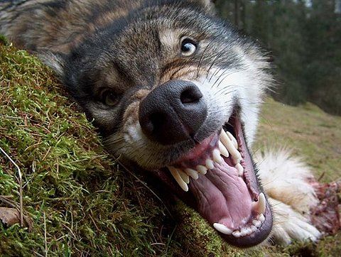 Wolf With Angry Face Funny Image