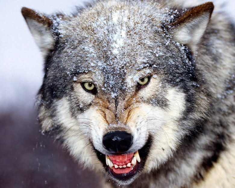 Wolf With Scary Face Funny Image