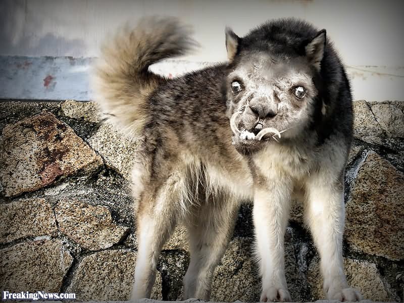 Wolf With Ugly Face Funny Photoshop Picture