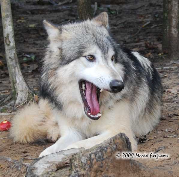 Wolf Yawning Face Funny Photo