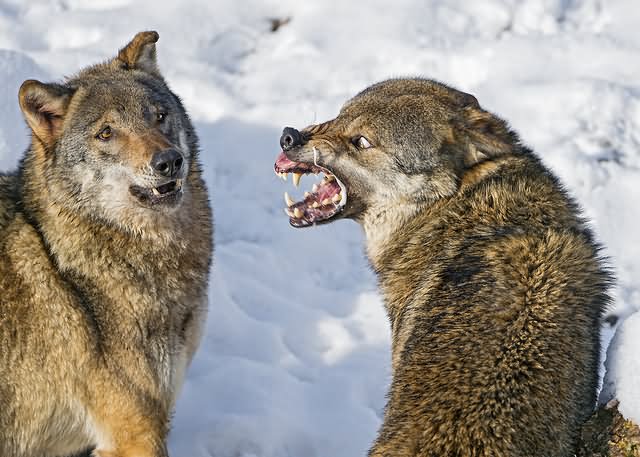 Wolfs With Angry And Sad Faces Funny Image