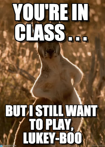 You Are In Class But I Still Want To Play Lukey-Boo Funny Kangaroo Meme Picture