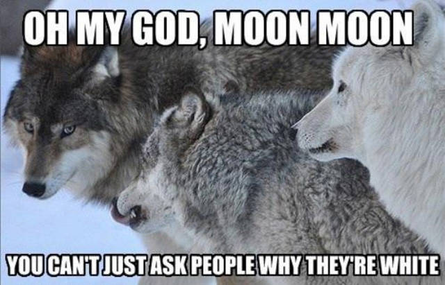 You Can't Just Ask People Why They Are White Funny Wolf Meme Picture