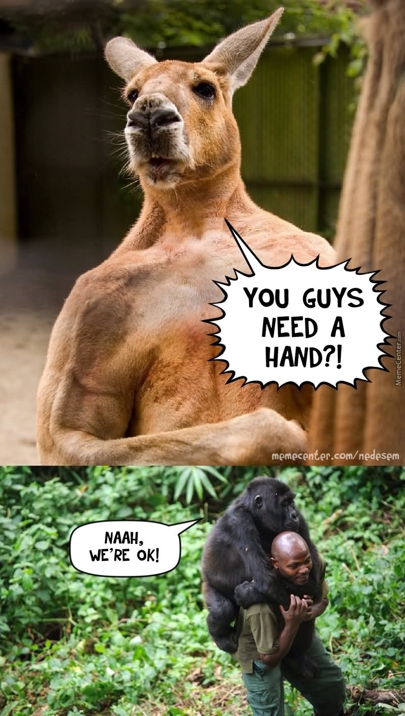 You Guys Need A Hand Funny Kangaroo Meme Photo For Facebook