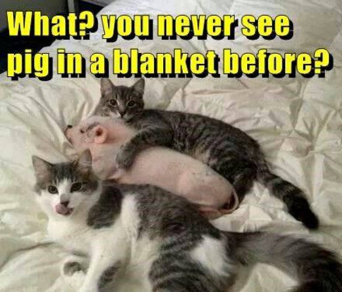 You Never See Pig In A Blanket Before Funny Pig Meme Image