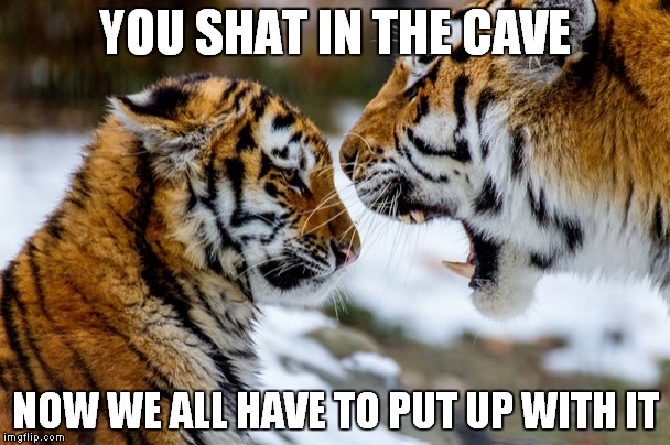 You Shat In The Cave now we All Have To Put Up With It Funny Tiger Meme Image