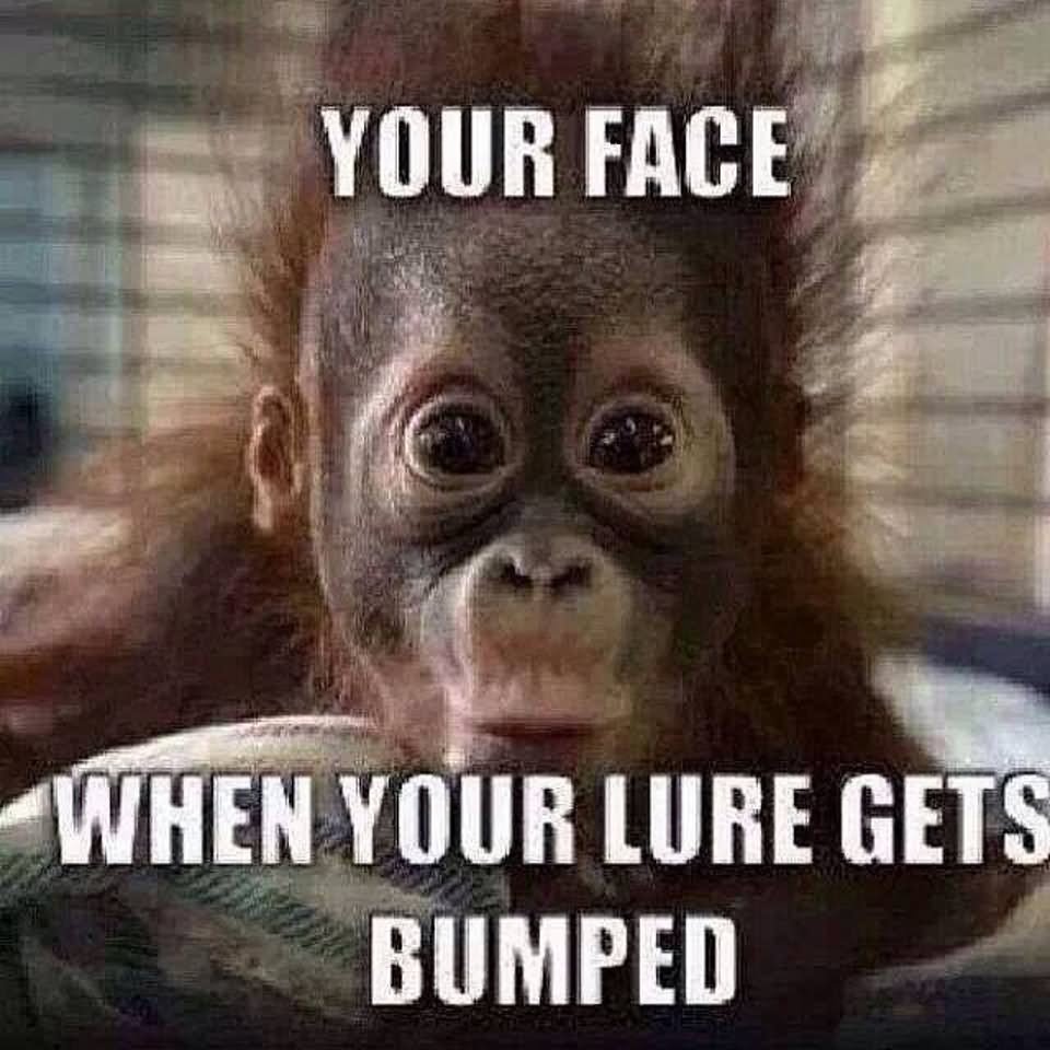 Your Face When Your Lure Gets Bumped Funny Monkey Meme Picture