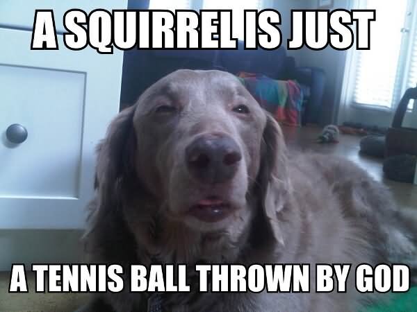 A Squirrel Is Just A Tennis Ball Thrown By God Funny Squirrel Meme Image