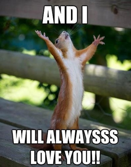 And I Will Alwayss Love You Funny Squirrel Meme Image