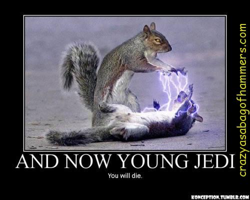And Now Young Jedi You Will Die Funny Squirrel Meme Poster