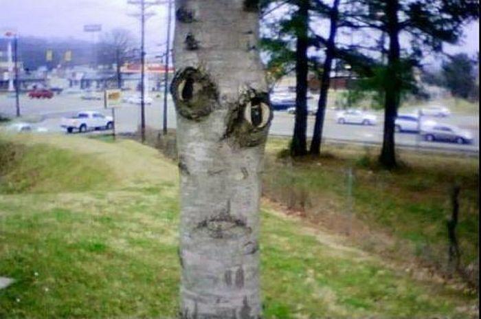 Angry Face Tree Funny Image