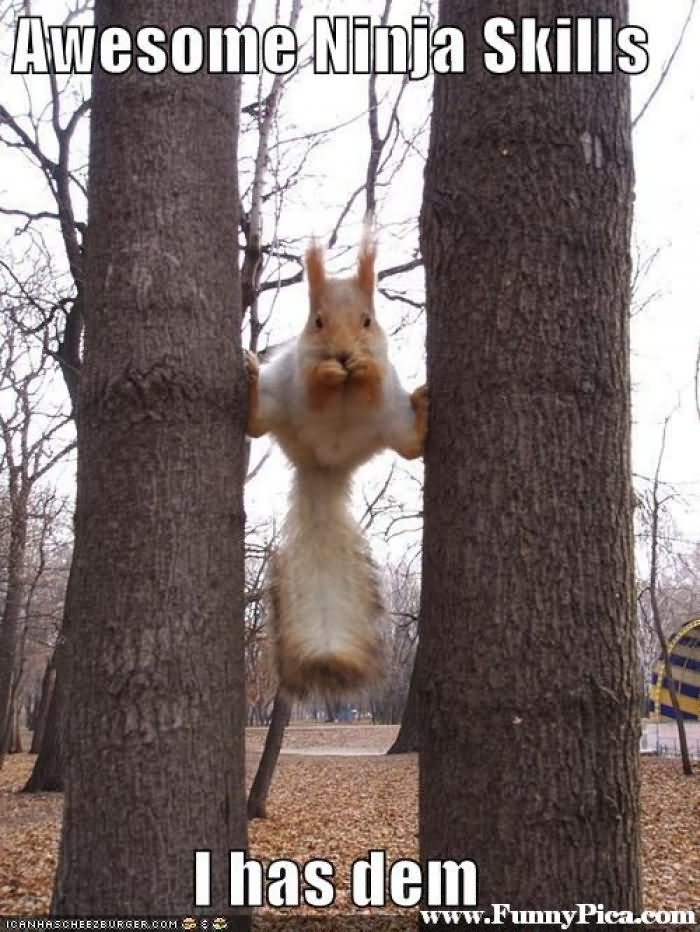 Awesome Ninja Skills I Has Dem Funny Squirrel Meme Picture