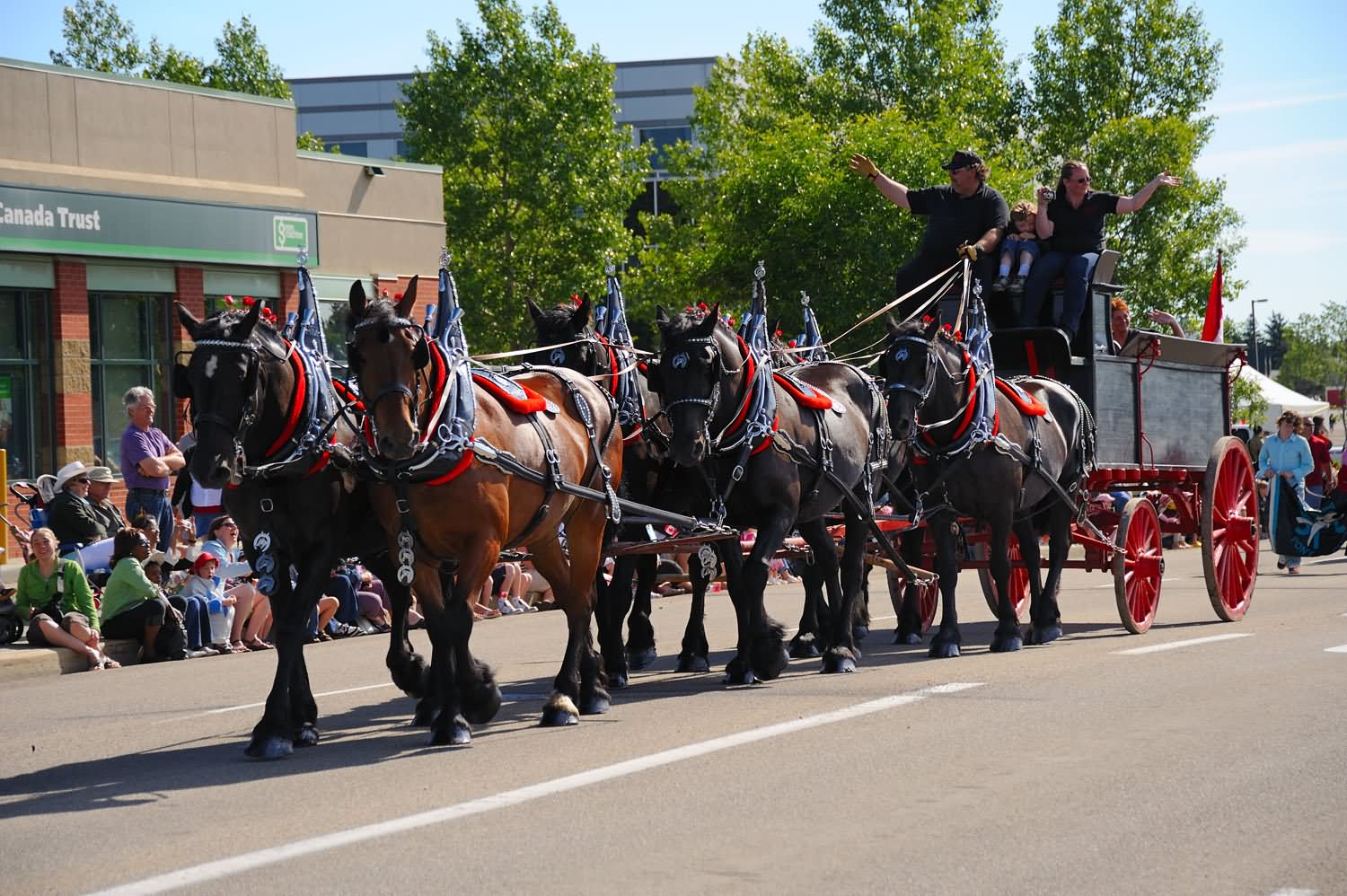 Beautiful Horse Cart In Canada Day Parade