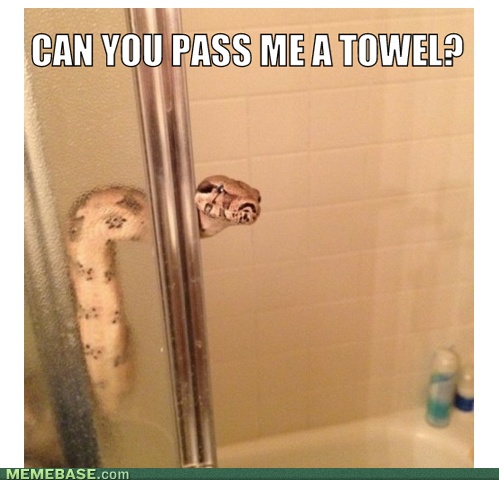 Can You Pass Me A Towel Very Funny Snake Meme Photo For Facebook